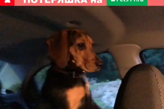 Найдена собака, Москва, фото: Найдена собака в Марфино, Московская область