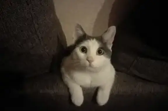 Кошки потеряшки, Москва, фото: Потеряшка кот на Волгоградском проспекте, д173