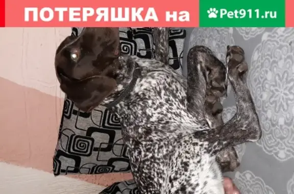 Пропала собака в Крымском районе, вознаграждение!