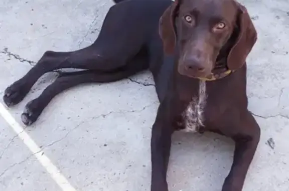 Пропала собака в хуторе Армянский, вознаграждение гарантировано
