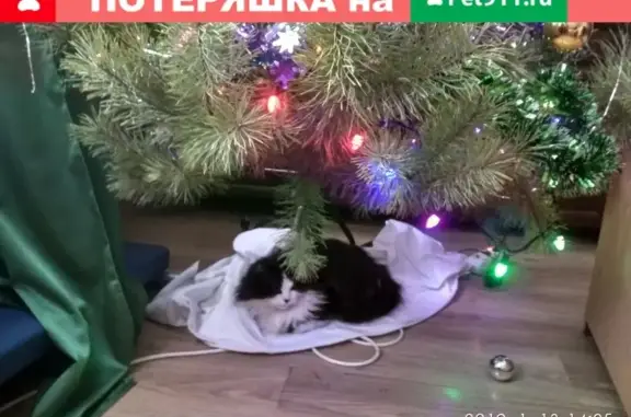 Пропала кошка в Задонске, вознаграждение 1500 рублей