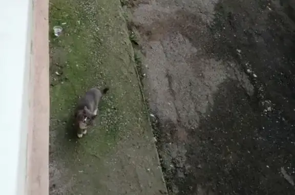 Найдена домашняя кошка на ул. Мира, 68А (Пермь)