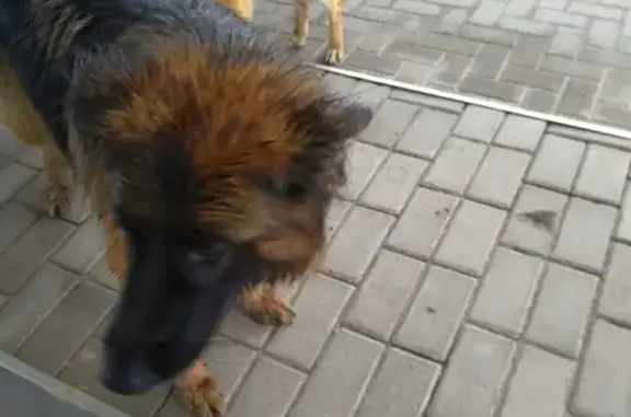 Найдены две собаки в Смоленском районе.