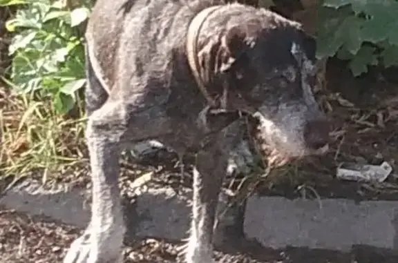 Найден пес на ул. Мечникова 77 в Ростове