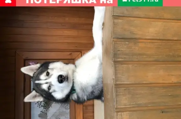 Пропала собака Вульф в Рыбачьем, Новосибирская обл.