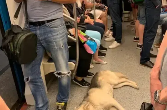 Найденные животные Москва, фото: Собака в метро на серой ветке, едет к центру Москвы.