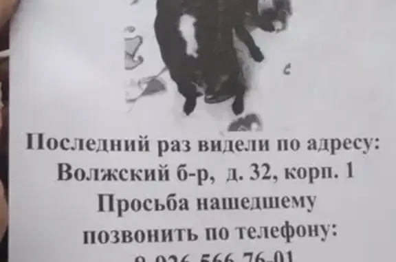 Собаки потеряшки, Москва, фото: Потеряшка собака на Волжском бульваре, Москва