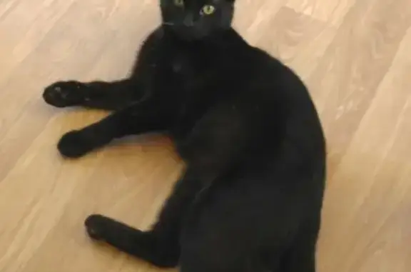 Пропал черный кот Томас в Сельцо, Брянская область, д.11., кв.30!