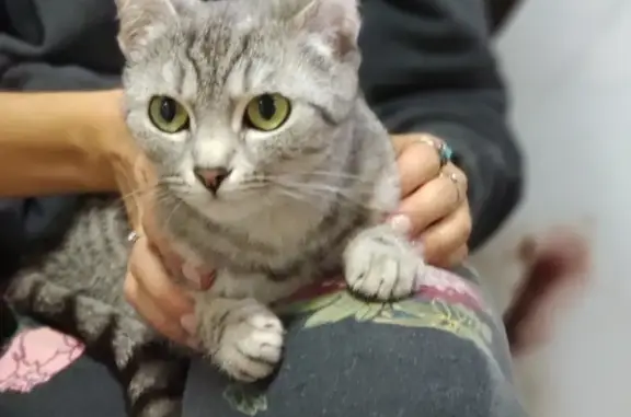 Найдена британская кошка в Казани, ищет новых хозяев!