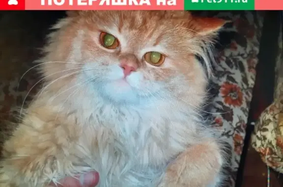 Пропала кошка Рыжик, Островского 55, Салават