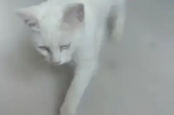 Найдена кошка в Перми, ищем хозяина