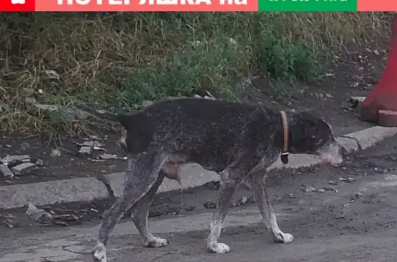 Найдена собака на Мечникова 77ж.