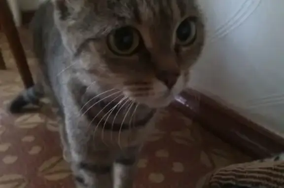 Найдена кошка на Посадской, 29 (Екатеринбург)