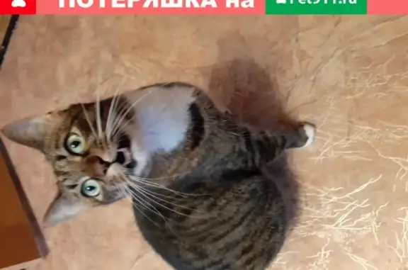 Кошки потеряшки, Ярославль, фото: Потеряшка кошка на улице Калинина, 3 (Ярославль)