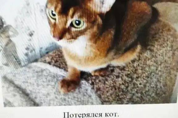 Пропал кот в Бернгардовке, Всеволожский р-н, 21.07. Тел.