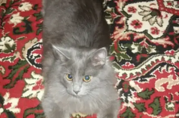 Пропала серая кошка в Мичуринске, носит светло-коричневый ошейник.