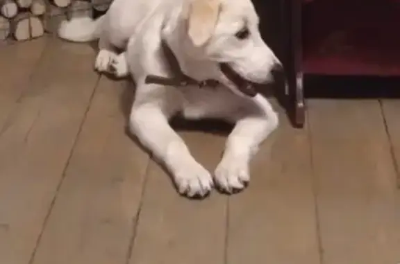 Найдена умная собака Найденыш в Химках