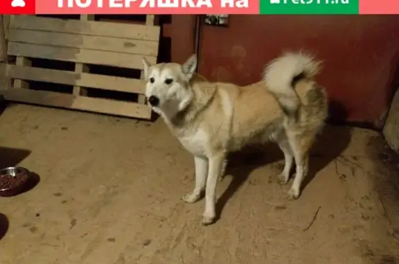 Найдена собака в Ивановской обл., за д. Богородское