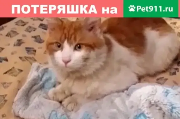 Пропала кошка Лёва, Строгино, Москва