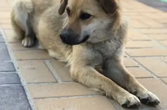 Найдена собака на улице Григорова в Курске