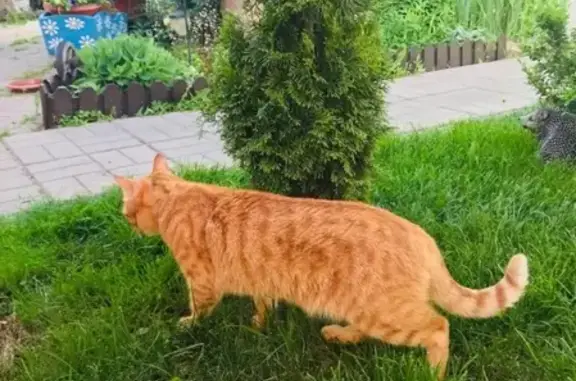 Пропал рыжий кот Ричард в Москве - СРОЧНО!