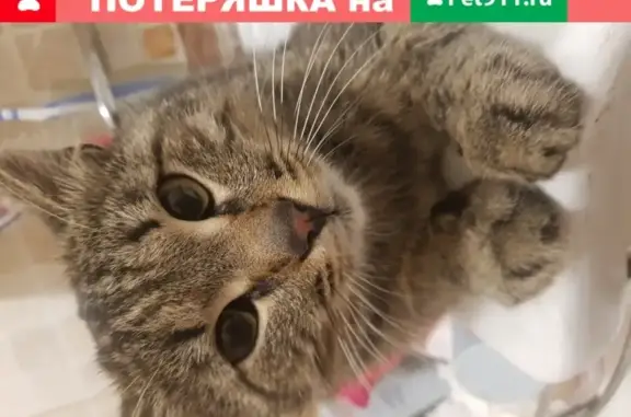 Найден кот в центре Новосибирска.