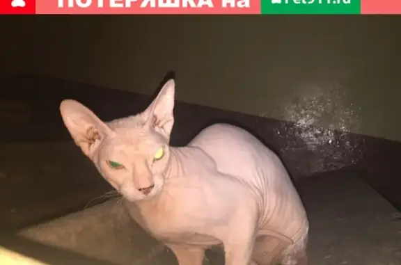 Найдена кошка на ул. Фасадная 5 в Ульяновске