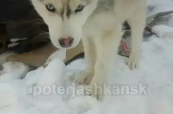 Пропали 2 собаки в Новосибирске, на Карьере Балластном