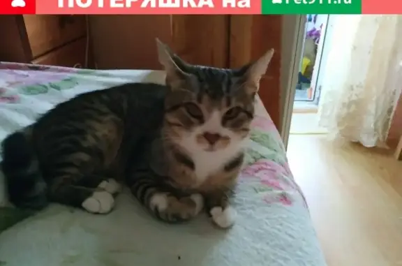 Пропал кот Мартик на ул. Суворовская 39/49