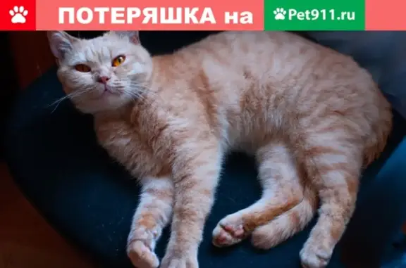 Пропал кот в Московском районе, найден рыжий британец
