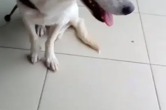 Найдена собака, Астрахань, фото: Найдена собака у Эйваза, Астрахань