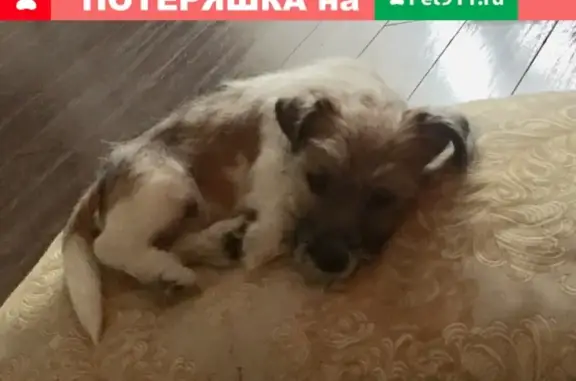 Пропала собака в СНТ Михнево, Ступинского района Московской области
