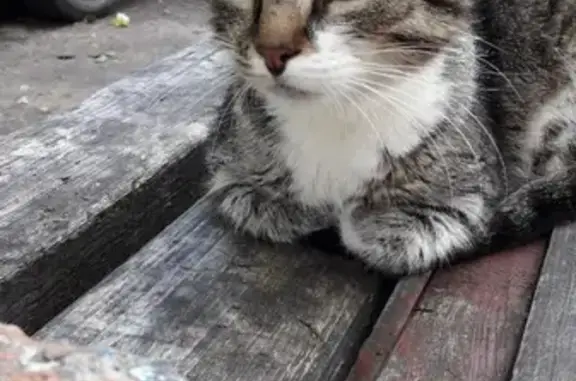 Найдена кошка на ул. Малышева в Коломне