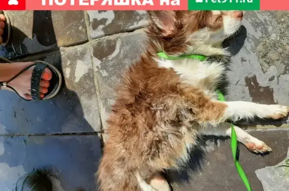 Собака найдена в Субботино, Московская обл.
