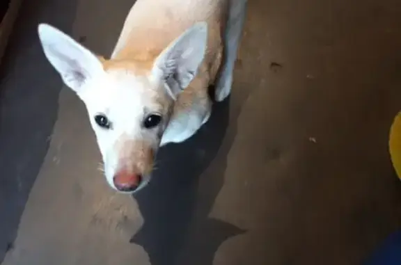 Найдена ласковая собака в Новокузнецке