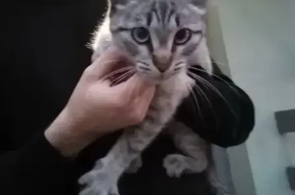 Найдена тайская кошка на ул. Советской, Иркутск