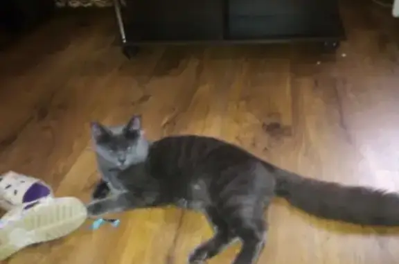 Кошки потеряшки, Кандалакша, фото: Потеряшка кот: Кировская аллея 13, помогите!