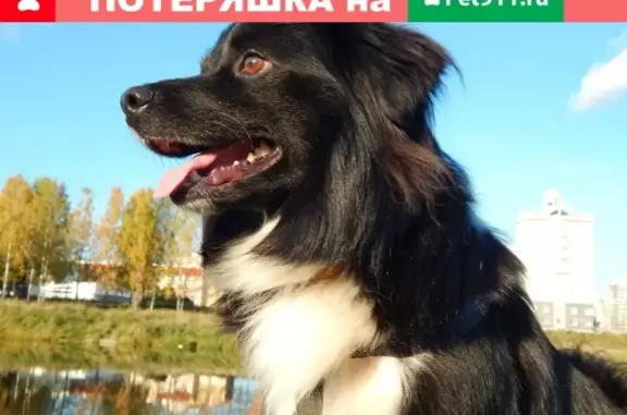 Пропала собака в Плесецке, Архангельская область