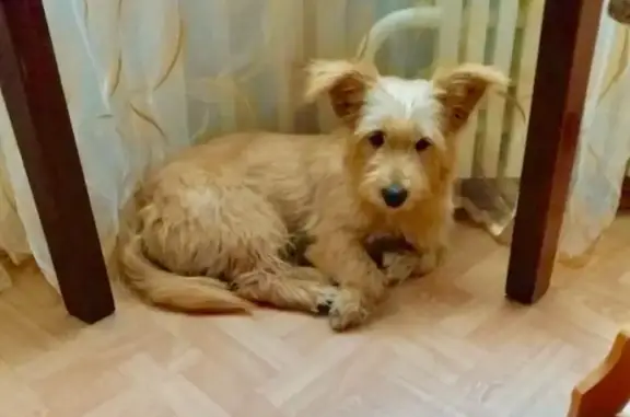Найдена идеальная собака на пр. Труда, Воронеж