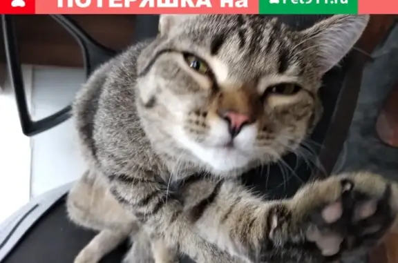 Найдена кошка на складе с поломанным хвостом в Тюмени