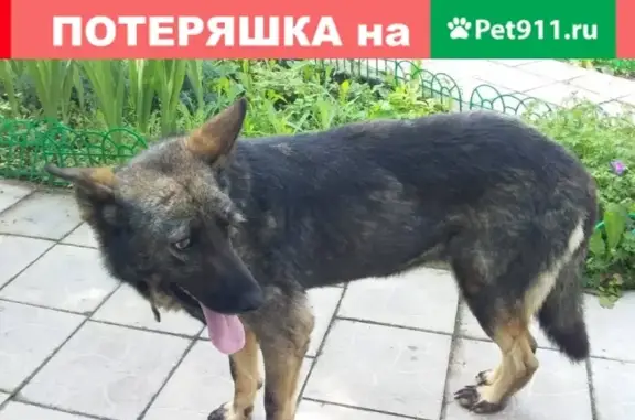 Найдена собака в Лесном городке