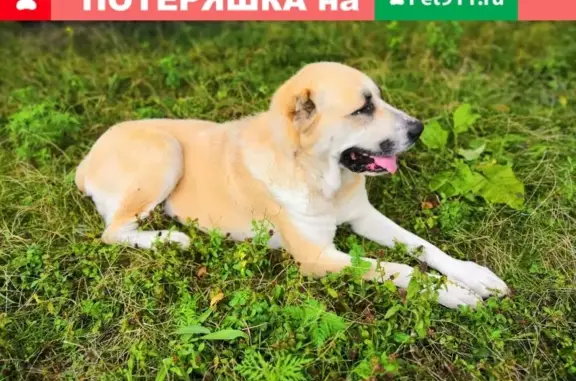 Собака найдена на Широкой улице, станица Калужская
