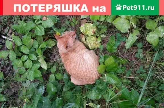 Найдена кошка в лесу за Шведской деревней в Иркутске