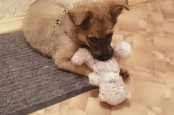 Срочно! Найден щенок в Орехово-Зуево
