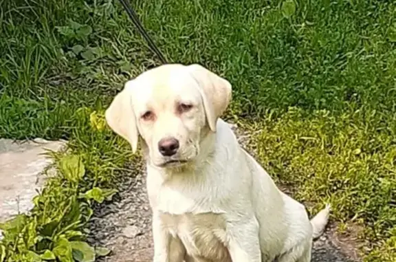 Пропала собака в Новосибирске.