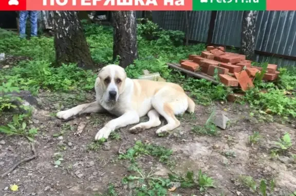 Пропала собака Буч в Видном, Московская обл.