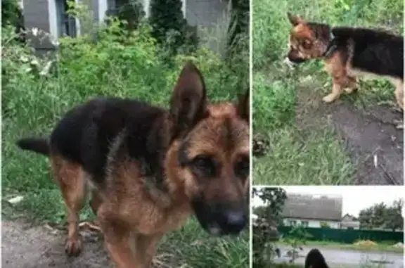 Собака Овчарка найдена в Липецке