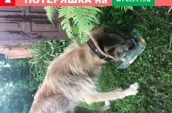 Собака найдена на ул. Льва Толстого, Раменское