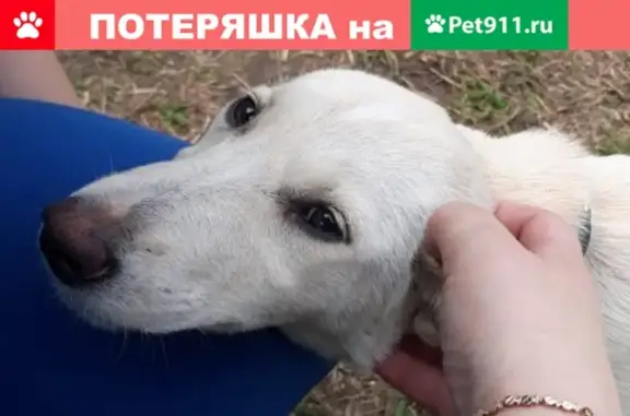 Новосибирск: найдена белая щеночка с яркими глазами