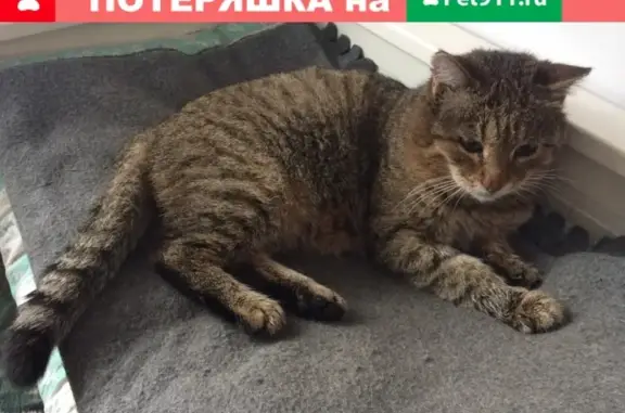 Пропал кот Мишка в Зубово, Уфимский район